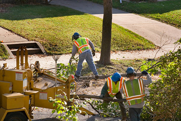 How Our Tree Care Process Works  in South Patrick Shores, FL